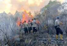 Kebakaran Hebat Melanda TNWK, Petugas Padamkan Api di Tengah Kondisi Kering