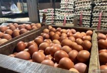 PIHPS : Harga Telur Ayam Rp29.400/kg, Bawang Merah Rp39.450/kg