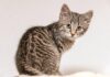 Karakter Kucing Yang Cocok Jadi Peliharaan Orang Sibuk