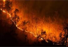 Menhut Katakan Hotspot Naik, Kalbar dan Kalteng Prioritas Penanganan Karhutla
