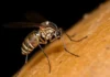 Demam Dan Menggigil Bisa Jadi Gejala Malaria