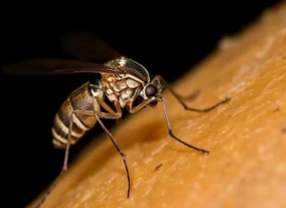 Demam Dan Menggigil Bisa Jadi Gejala Malaria