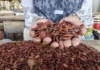 Makan Kacang Kenari Bantu Tidur Jadi Lebih Cepat