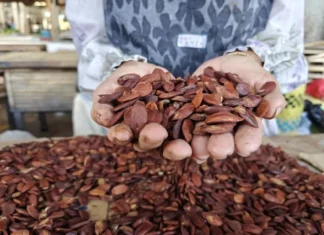 Makan Kacang Kenari Bantu Tidur Jadi Lebih Cepat